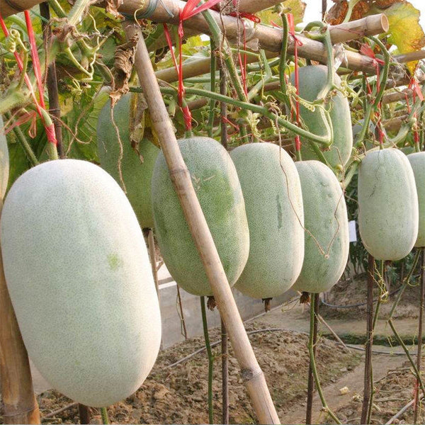 Mini Small Winter Melon No.1 Seeds, 1g