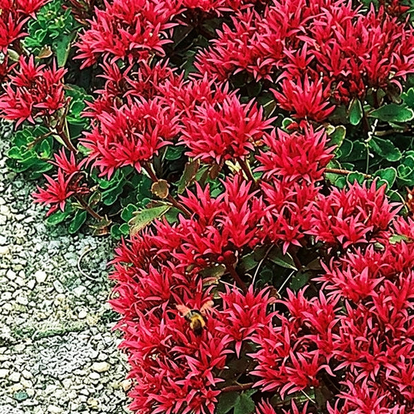 'Summer Glory' Stonecrop, 20 Seeds