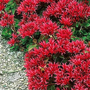 'Summer Glory' Stonecrop, 20 Seeds