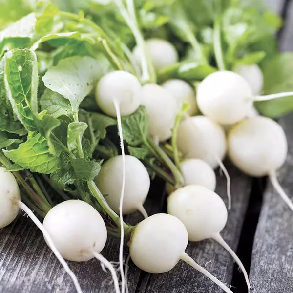White Cherry Radish Seeds, 10g