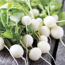White Cherry Radish Seeds, 10g