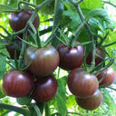 'Midnight Pearl' Cherry Tomato Seeds, 20 Seeds