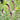 'Beaujolais' Purple Loosestrife, 10 Seeds