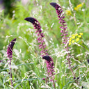'Beaujolais' Purple Loosestrife, 10 Seeds