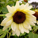 White Lover Sunflower, 20 Seeds