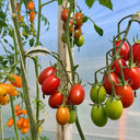 321 Blood Drop Tomato, 5 Seeds