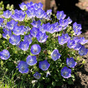 Tufted Bellflower Seeds, 1g