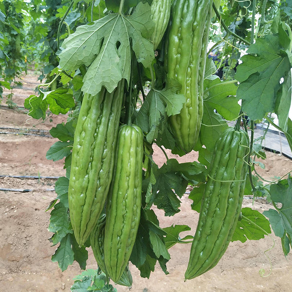 Jiemei 13 Bitter Gourd, 10 Seeds