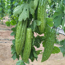 Jiemei 13 Bitter Gourd, 10 Seeds