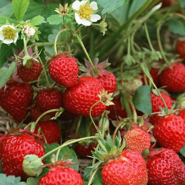 'Medelet' Red Strawberry Seeds