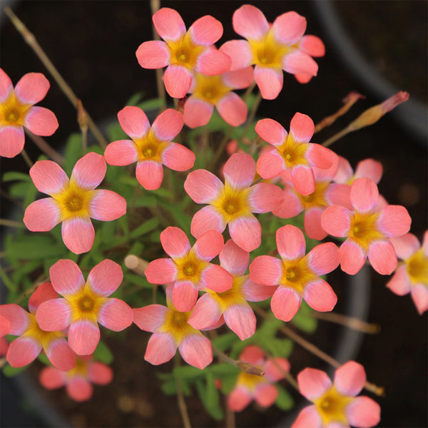 Oxalis Candy Box Series - 'Strawberry', 2 Bulbs