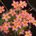 Oxalis Candy Box Series - 'Strawberry', 2 Bulbs