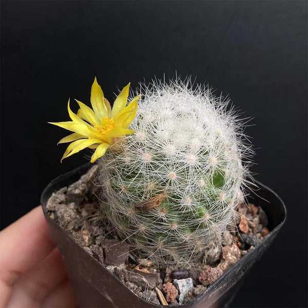 Mammillaria baumii, 3cm