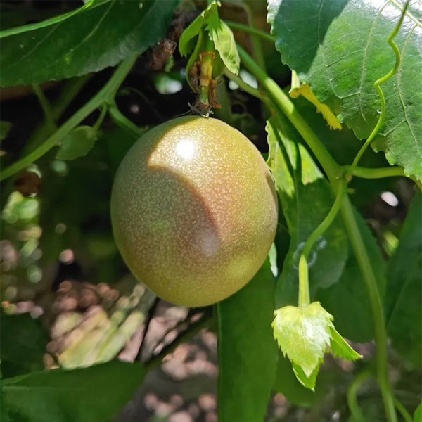 Mixed Purple & Yellow Passion Fruit, 200 Seeds