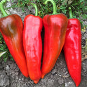 Premium Spicy Red Pickled Pepper Seeds, 0.5g