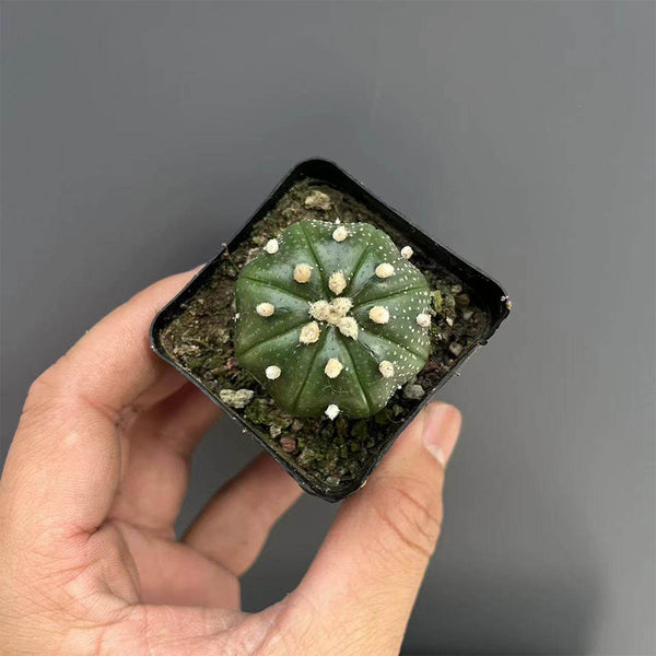 Astrophytum asterias, 3cm