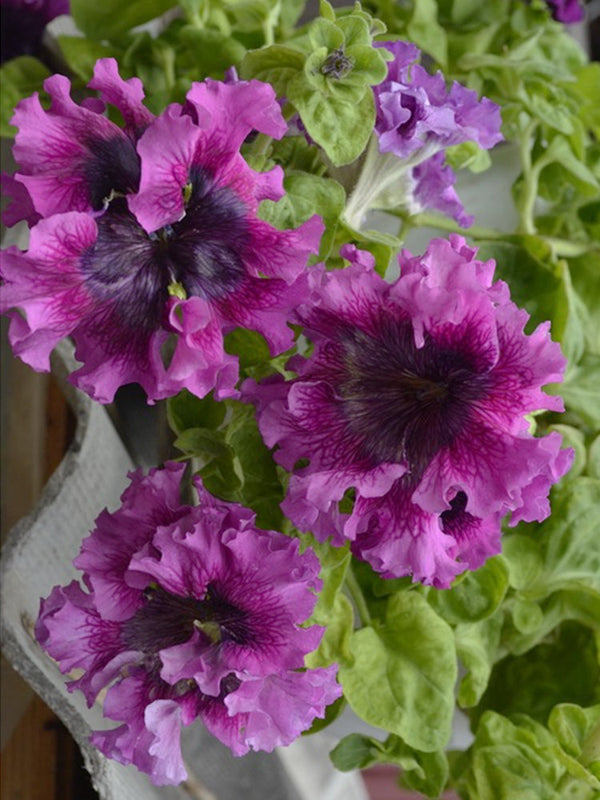 Petunia Seeds, 'Superbissima Nana Wine Red'