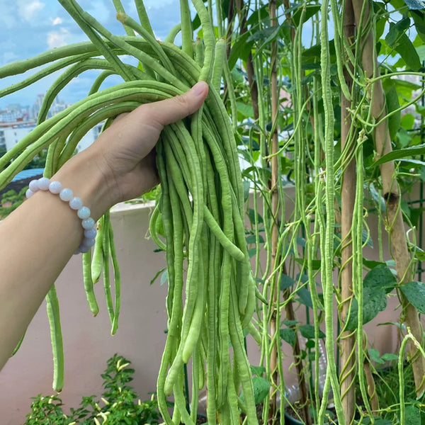 Yuyan Cuiliu Cowpea Seeds, 100g
