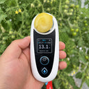W1310 Yueluxiang F1 White Cherry Tomato, 5 Seeds