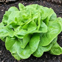 Silken Butter Lettuce Seeds, 2g