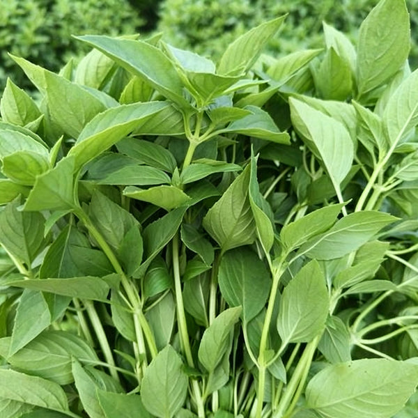 Chaozhou Jin Bu Huan Thai Basil, 500 Seeds