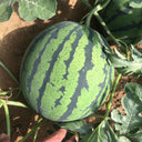 'Xia Shi No.1' Hybrid Watermelon Seeds, 400 Seeds