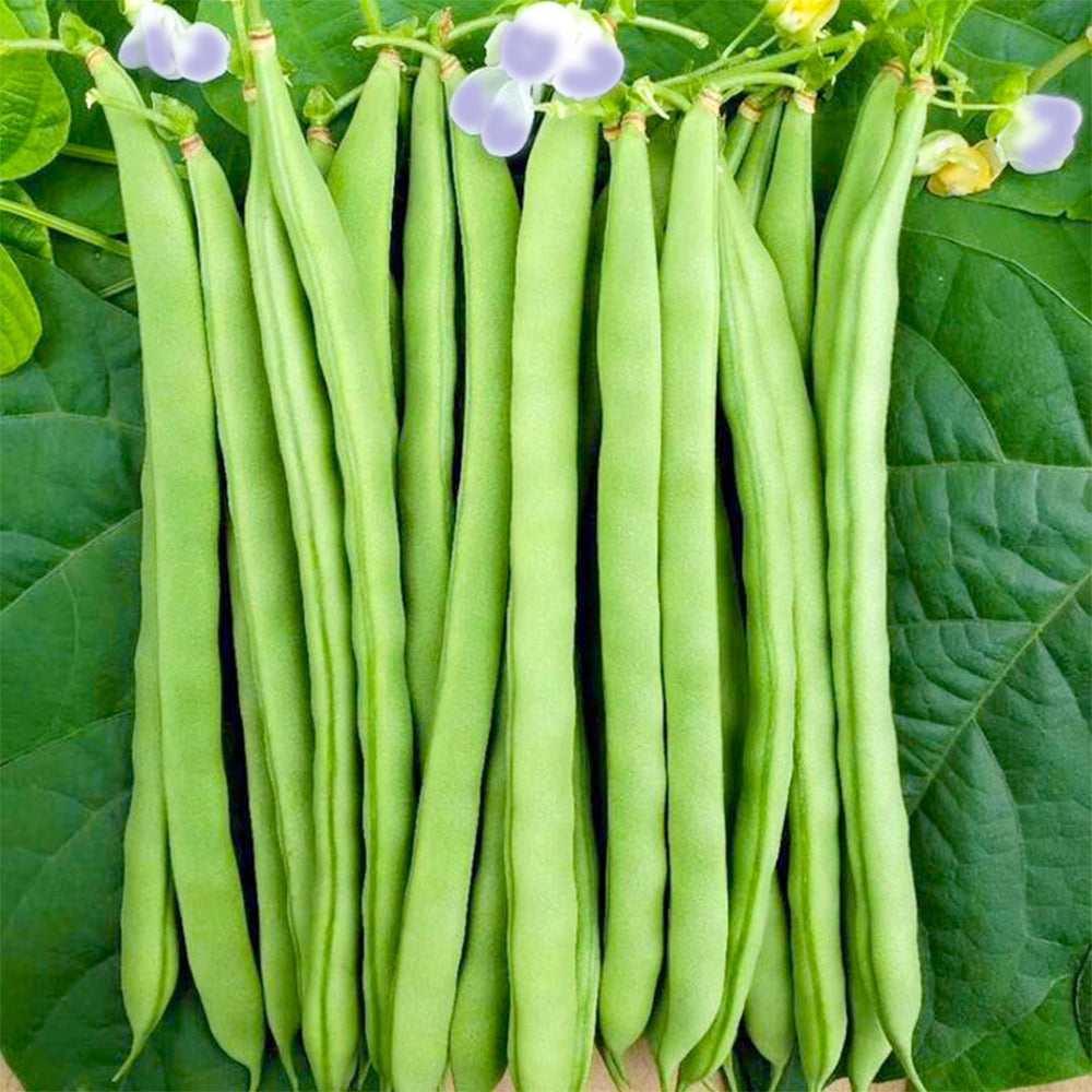 Supplier Snap Bean Seeds, 10g Per Bag