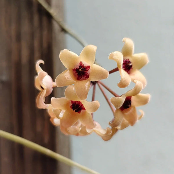 Hoya cutis-Porcelana, 3 Cuttings