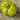 735 Dwarf Green Giant Tomato, 5 Seeds