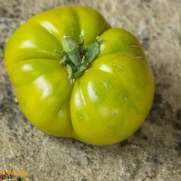 735 Dwarf Green Giant Tomato, 5 Seeds