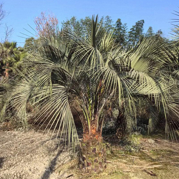 Jelly Palm Seeds, 25 Seeds