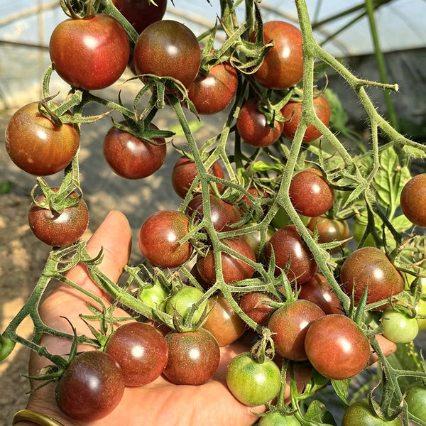 610 Reinhard Kraft's Purple Sugar Cherry Tomato, 5 Seeds