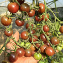 610 Reinhard Kraft's Purple Sugar Cherry Tomato, 5 Seeds