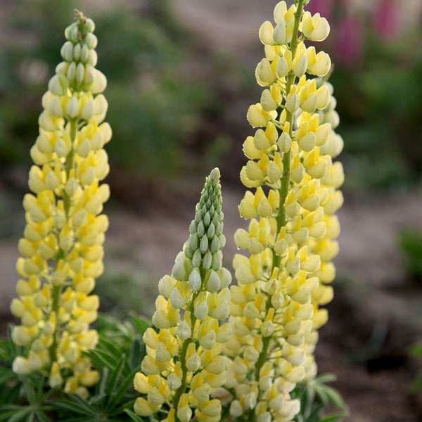 Yellow Lupin, 100 Seeds