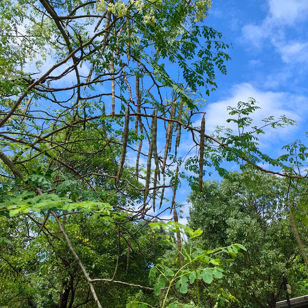 Moringa tree Seeds, 50 Seeds