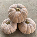 'Jing Xiangmi 201' Pumpkin, 15 Seeds