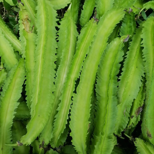 Winged Bean, 100 Seeds