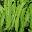 Winged Bean, 100 Seeds