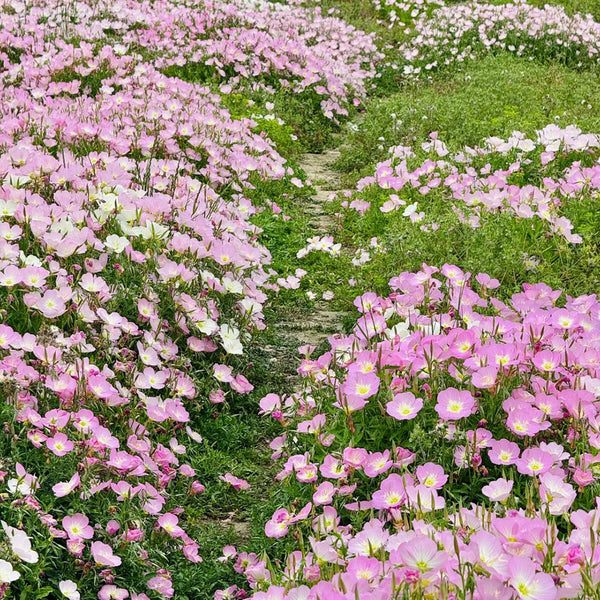 Pink Evening Primrose, 1g