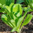 Green Peacock Lettuce Seeds, 3g