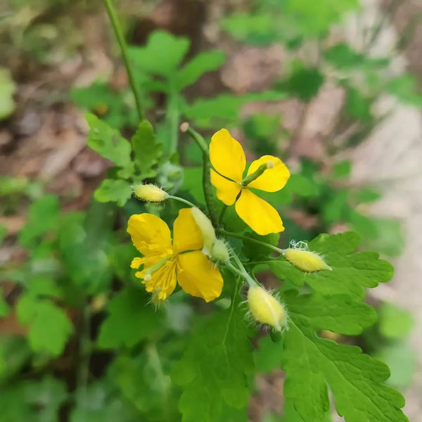 Greater Celandine, 500 Seeds