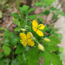 Greater Celandine, 500 Seeds