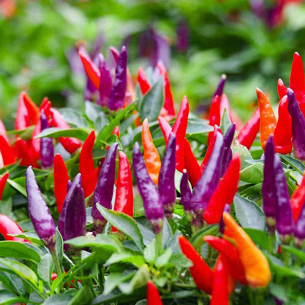 Colorful Chaotian Pepper Seeds, 100 Seeds
