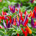 Colorful Chaotian Pepper Seeds, 100 Seeds