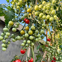 Sweet Aperitif Tomato, 5 Seeds