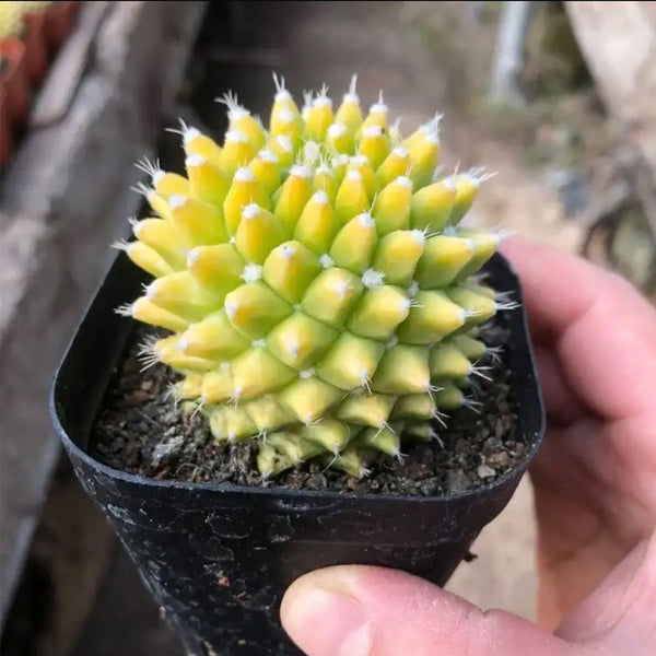 Variegated Mammillaria Live Cactus