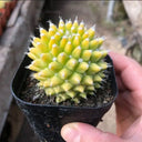 Variegated Mammillaria Live Cactus
