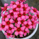 Oxalis obtusa Series Bulb - 'Gothic Girl', 1 Bulb