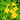Greater Celandine, 500 Seeds