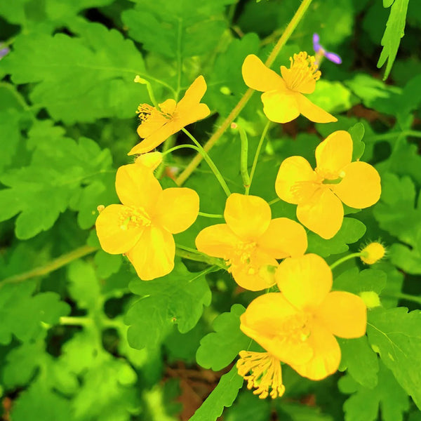 Greater Celandine, 500 Seeds